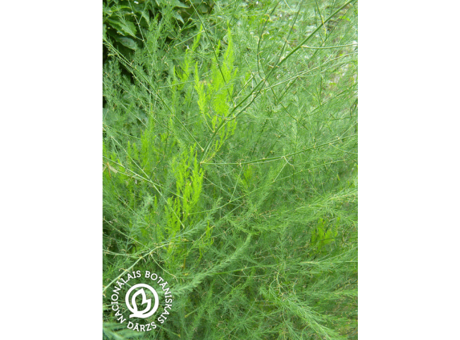 Asparagus officinalis